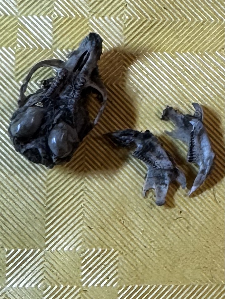 Skull and lower cheekbones of short-tailed field vole.