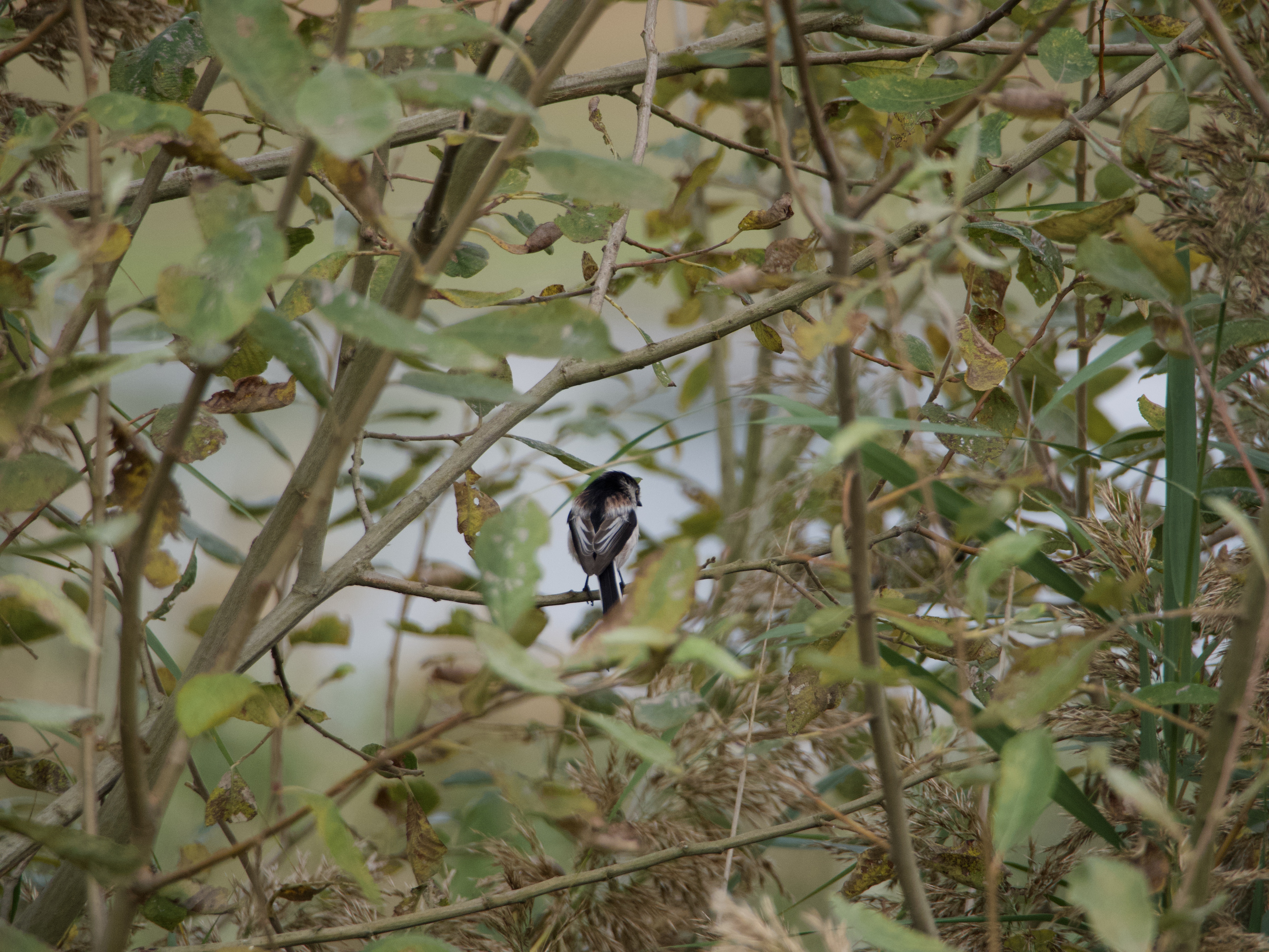 One long-tailed tit.