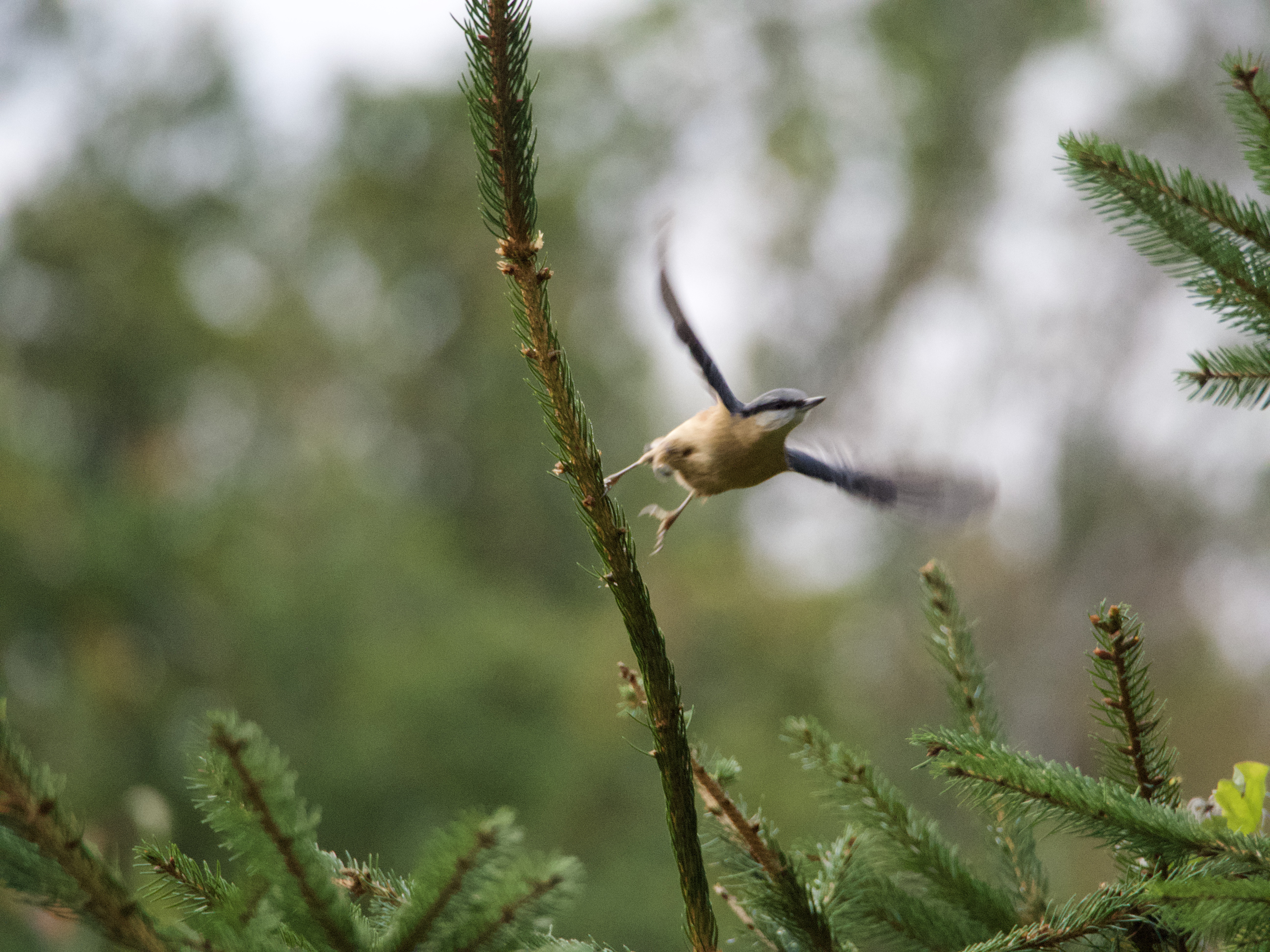 A red-breasted nuthatch in Beffe (Rendeux), LX, Belgium on 11 October 2026.