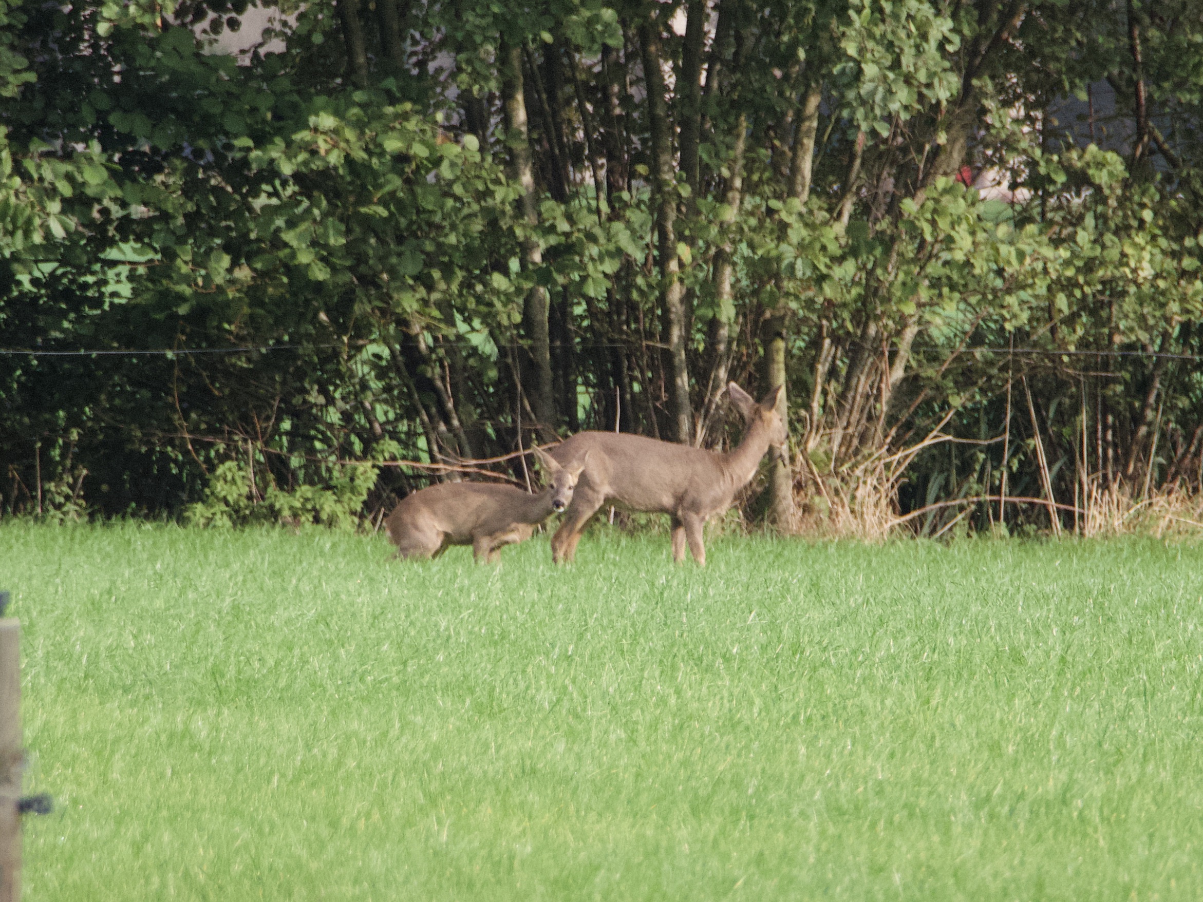 Two roe deer.